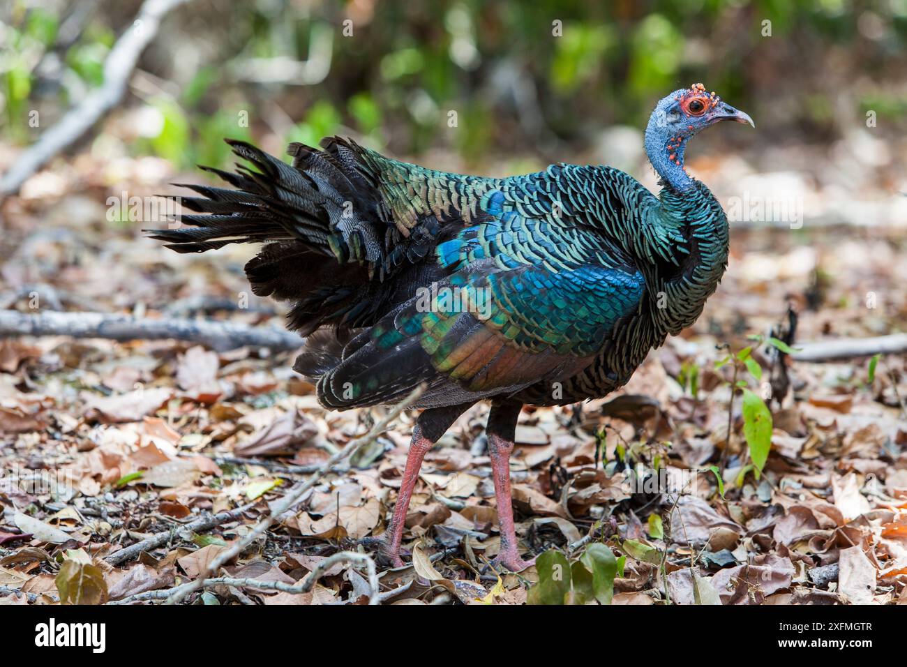 Ocellated turkey (Meleagris ocellata) Calakmul Biosphere Reserve, Campeche, Messico. Foto Stock