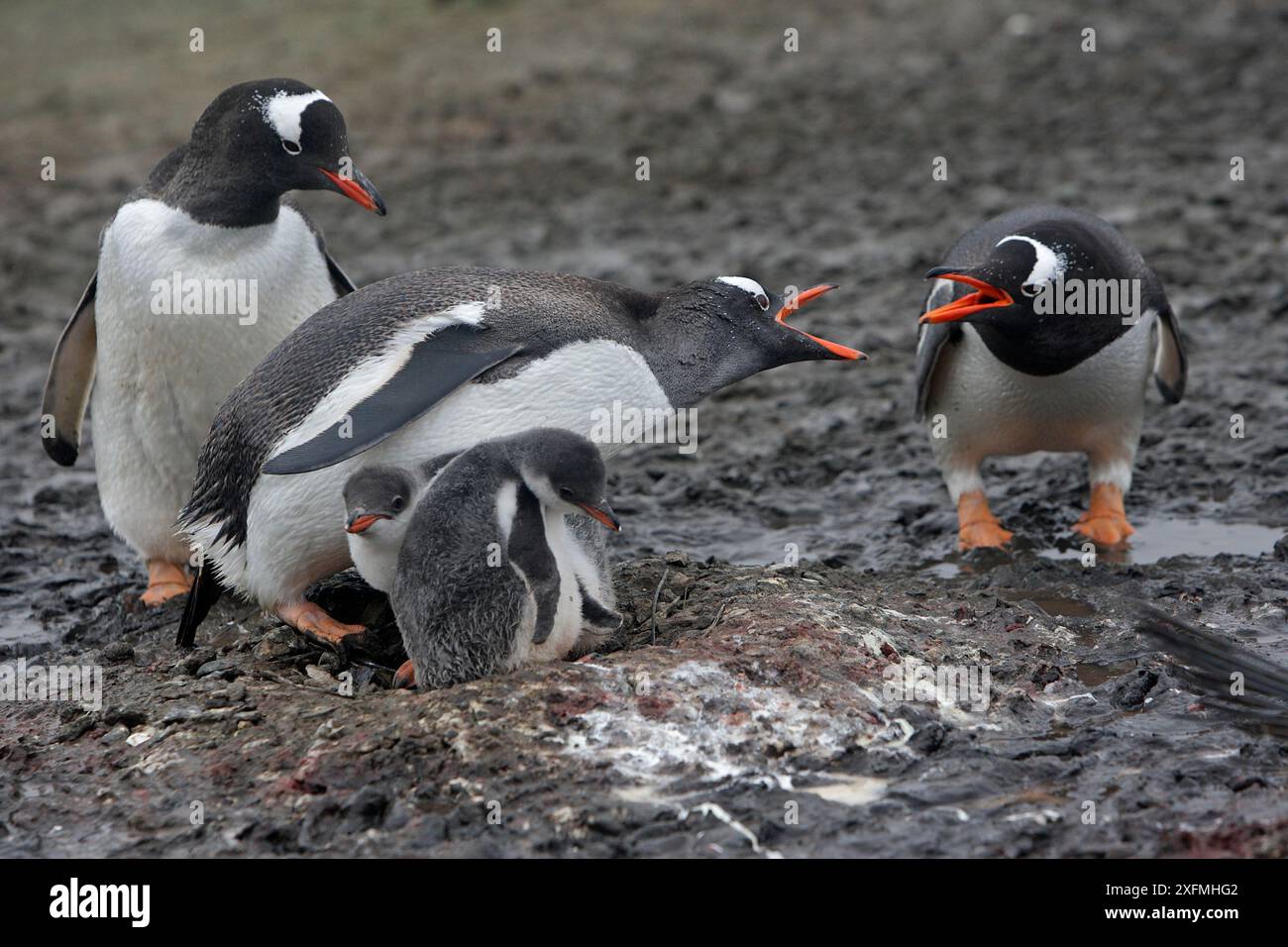 Pinguino Gentoo (Pygoscelis papua papua papua), disputa tra coppia e un altro, al nido, isola di Barrientos, Penisola Antartica Foto Stock
