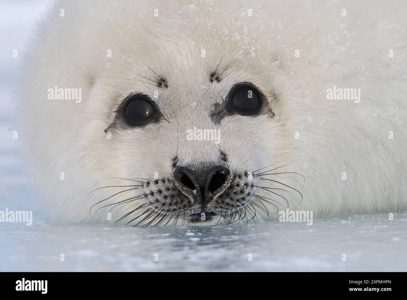 Foca arpa (Phoca groenlandica), cucciolo su ghiaccio, Isole Magdalene, Canada Foto Stock