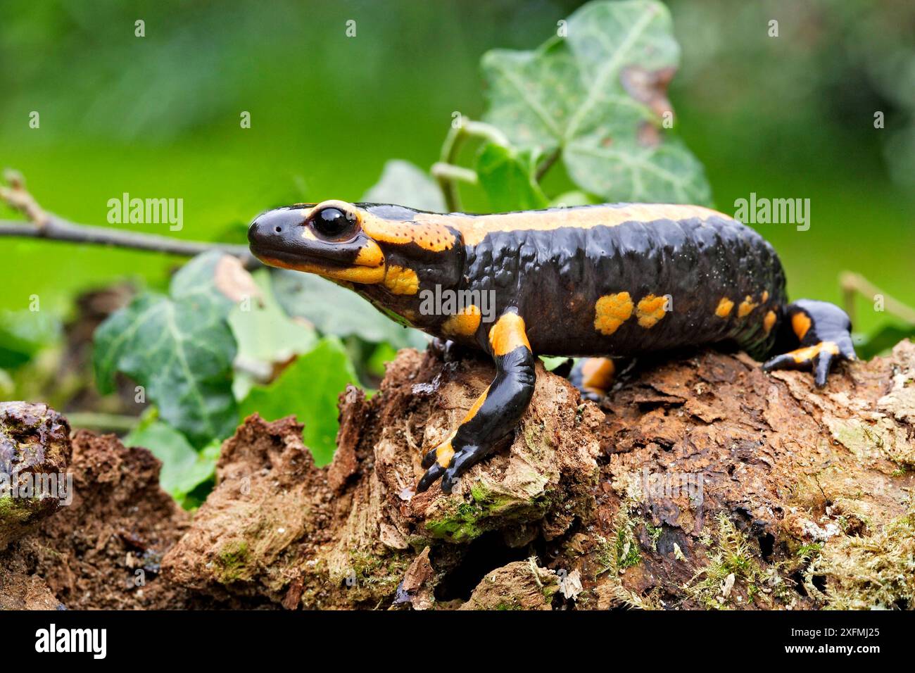 Salamandra Barred Fire (Salamandra salamandra terrestris), a terra, Alsazia, Francia Foto Stock