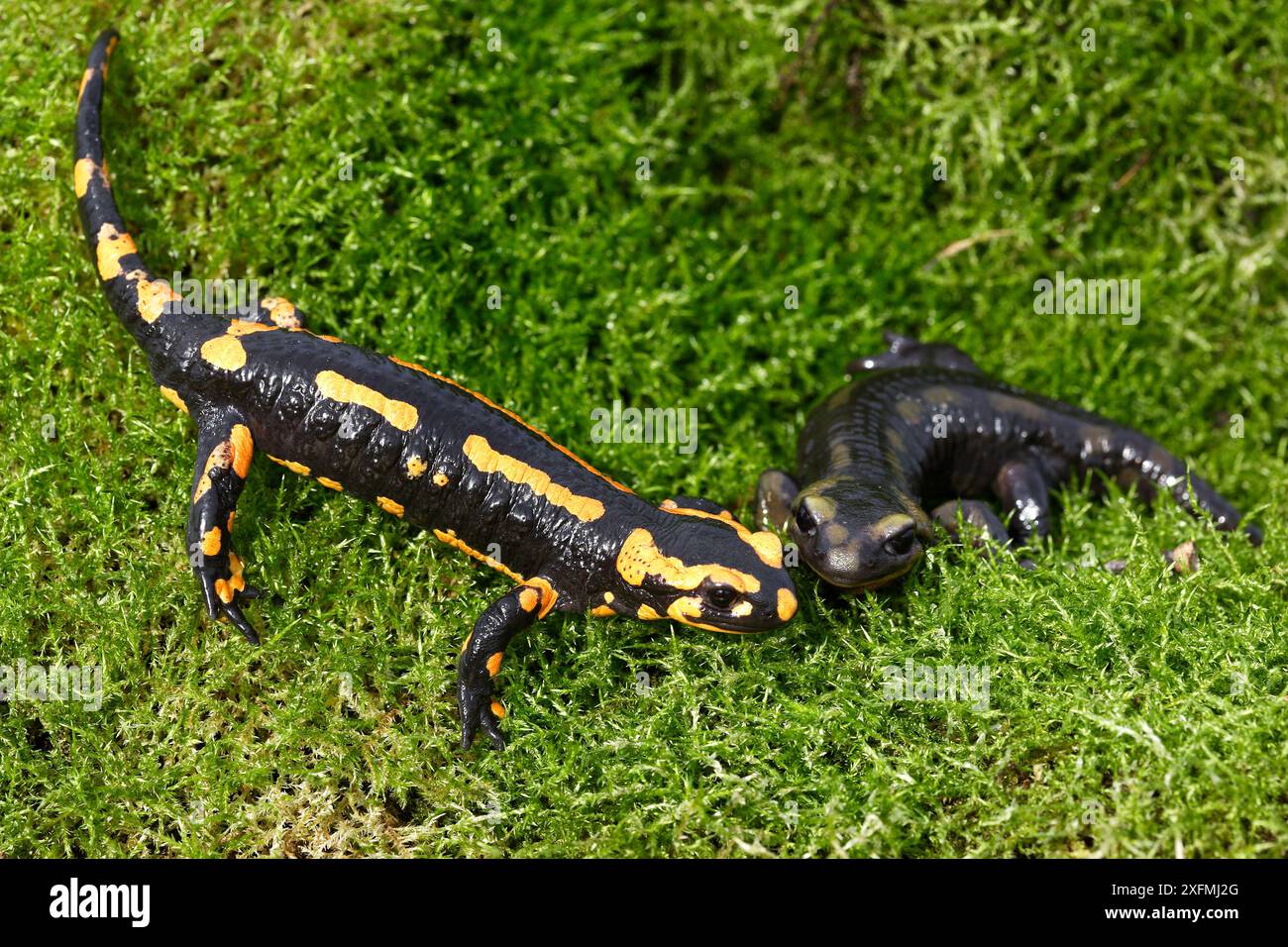 Salamandra (Salamandra salamandra terrestris), due animali sul muschio, Alsazia, Francia Foto Stock