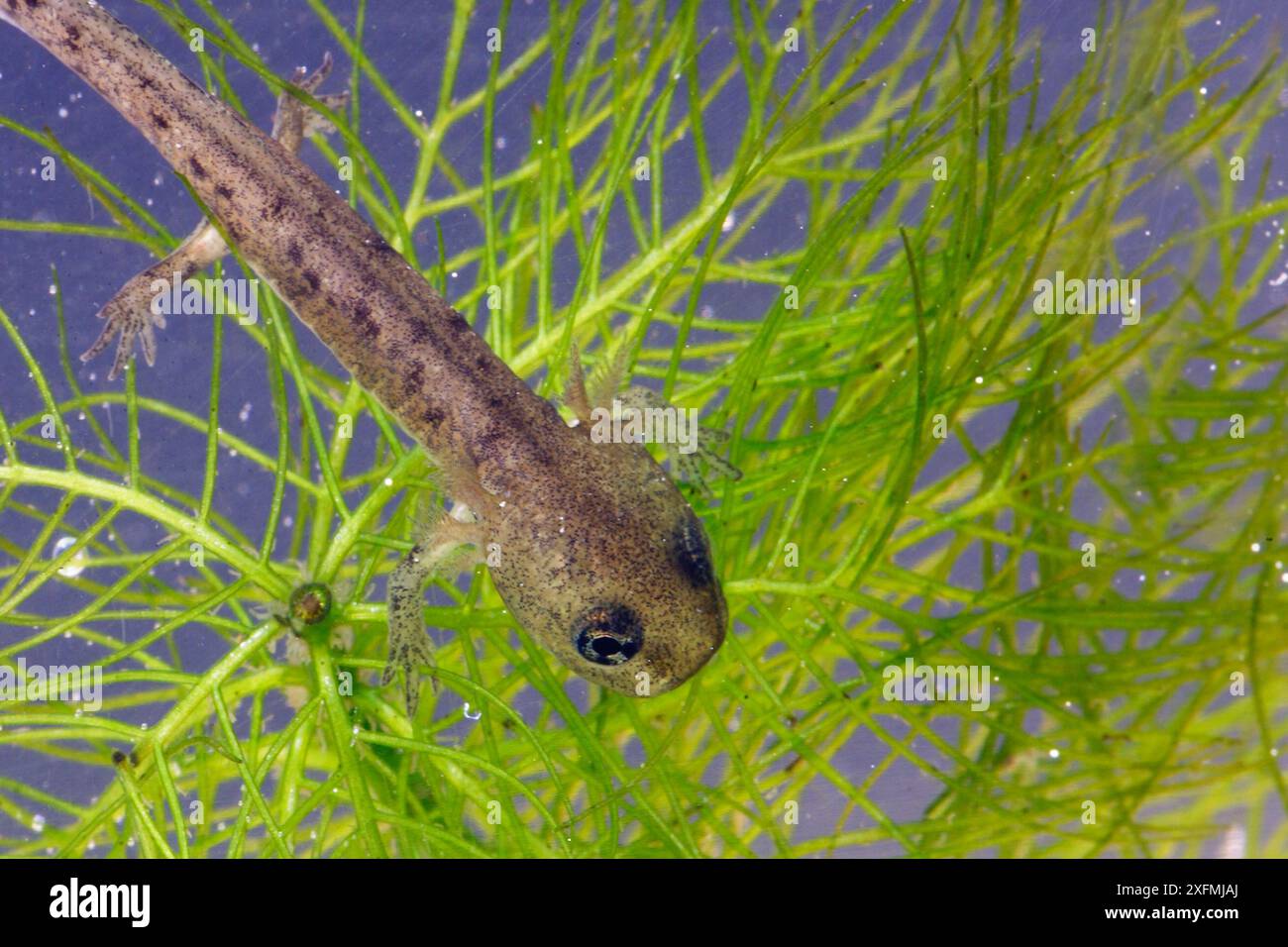 Larva salamandra (Salamandra salamandra) sulle piante acquatiche, Alsazia, Francia, maggio. Foto Stock