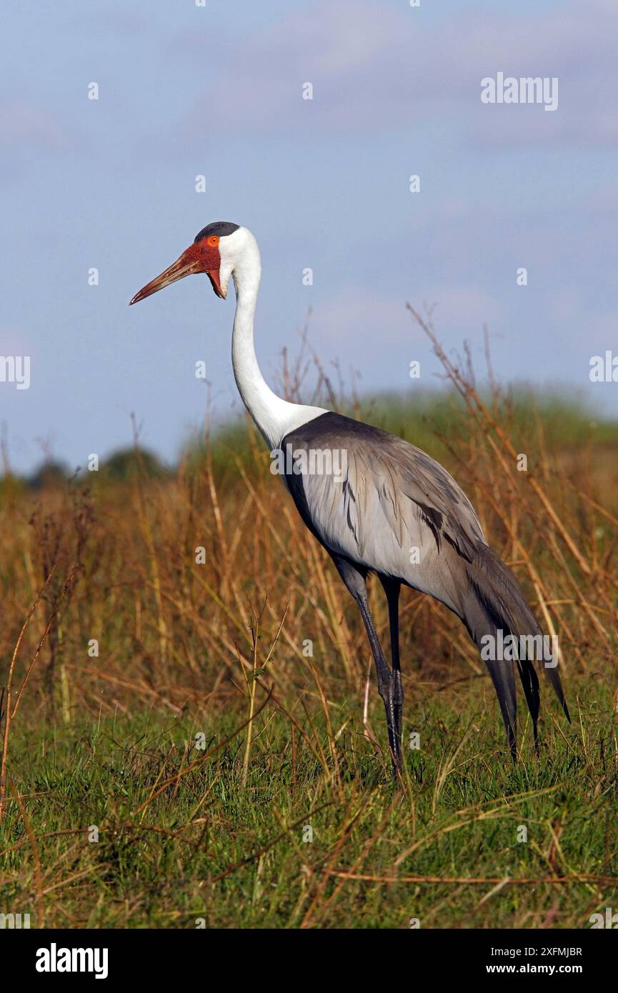 Gru ondulata (Grus carunculatus), paludi di Bangweuleu, Zambia. Foto Stock