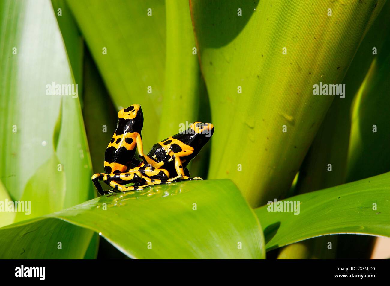 Rana freccia veleno (Dendrobates leucomela), due in una bromeliade, Guianan Shield, Suriname Foto Stock