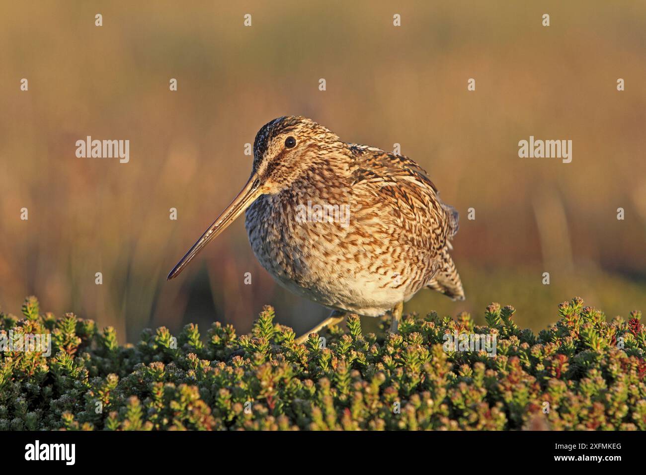 Snipe di Magellano (Gallinago paraguaiae magellanica), Isola dei leoni marini, Isole Falkland Foto Stock