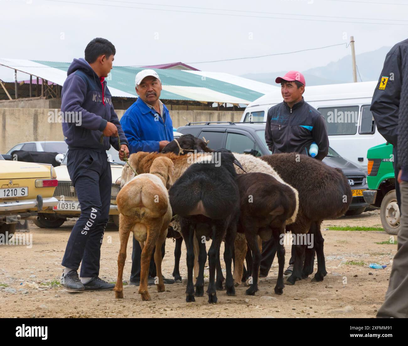 Uomini con coda grassa o pecora Dumba al mercato degli animali di Karakol. Kirghizistan. Luglio 2016. Foto Stock