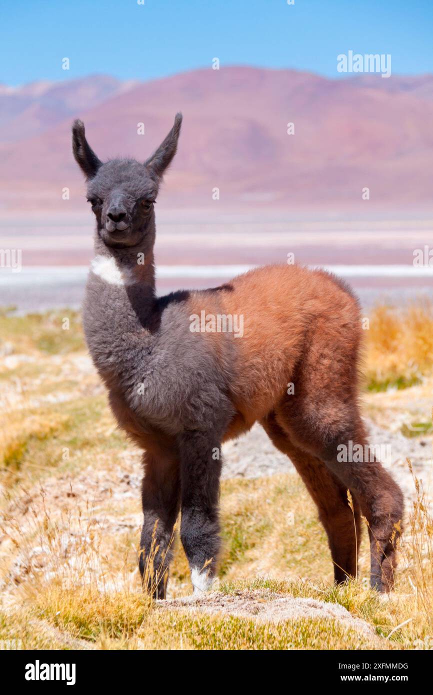 Llama vitello con pelliccia scura, Bolivia, dicembre. Foto Stock