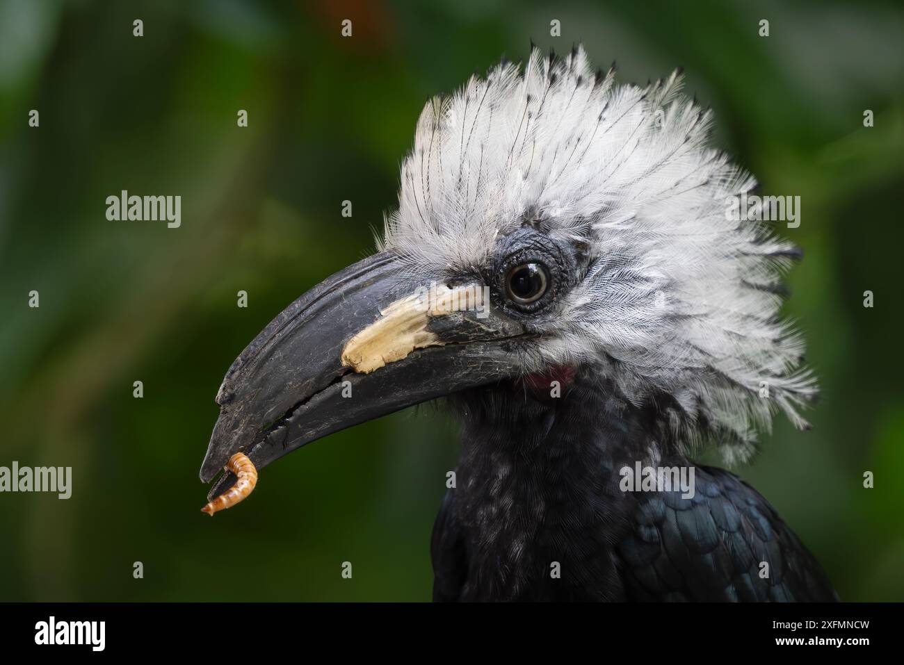 Hornbill con cresta bianca - Horizocerus albocristatus, grande e bellissimo uccello iconico con cresta bianca proveniente dalle foreste e dai boschi dell'Africa occidentale, Sierra Leone Foto Stock