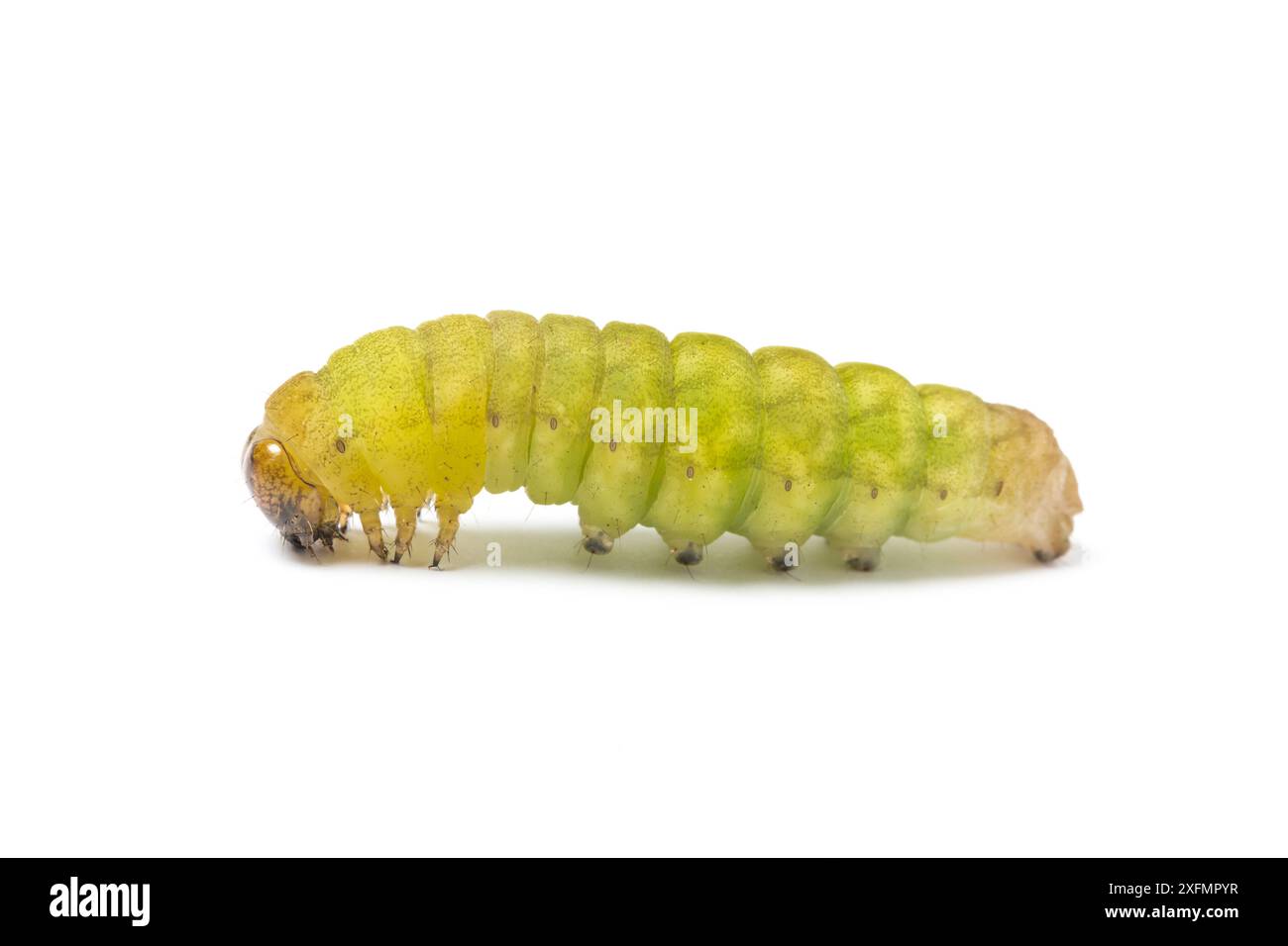 Tonalità angolari (Phlogophora meticulosa) caterpillar. Monmouthshire, dicembre Foto Stock