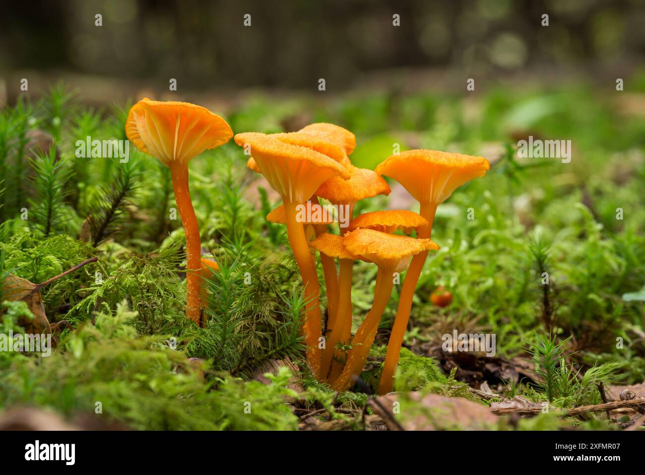 Calice di cera, o Chanterelle Waxcap (Hygrocybe cantharellus) Gait Barrows, Lancashire, Regno Unito, ottobre. Foto Stock