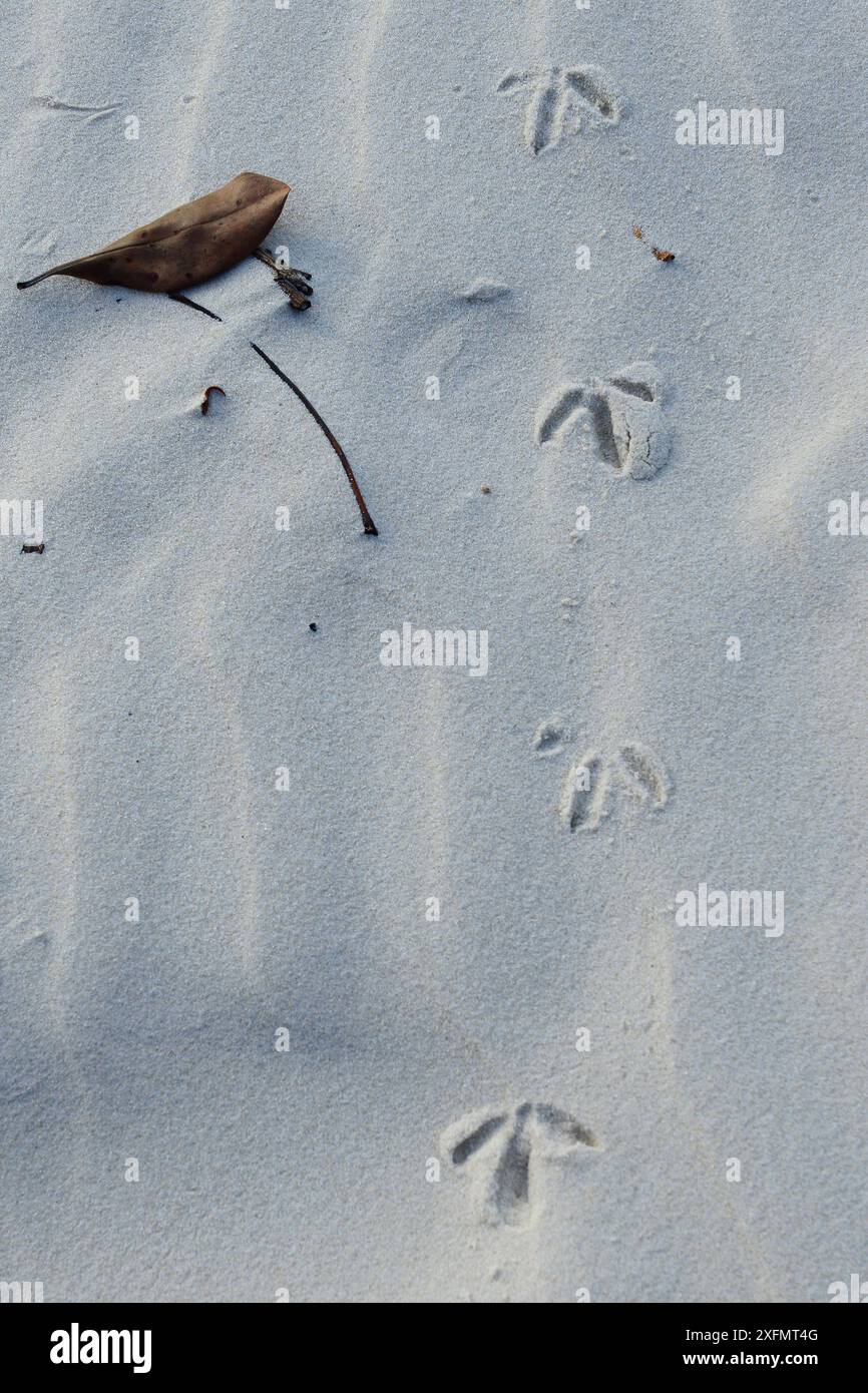 Impronte di uccelli da guado nella sabbia sulla spiaggia, Parco Nazionale delle Isole Orango, riserva della Biosfera UNESCO del Bijagos, Guinea Bissau. Foto Stock