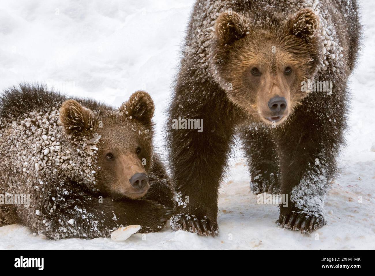 Due cuccioli di orso bruno (Ursus arctos arctos), di 1 anno, sulla neve in inverno, foresta bavarese, Germania, prigioniero, gennaio. Foto Stock