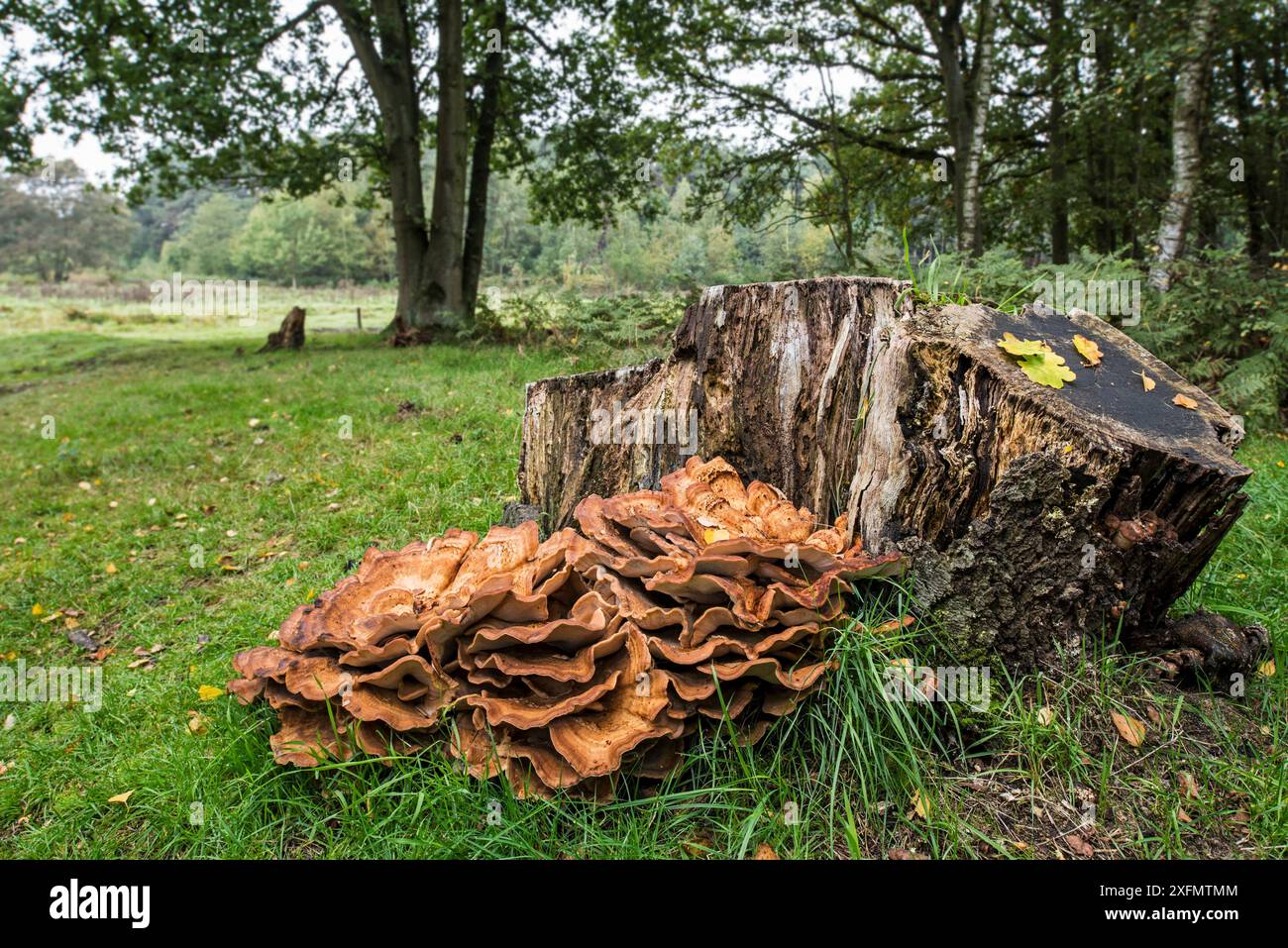 Fungo gigante per staffetta a polipi / polipo colorante nero (Meripilus giganteus / Polyporus giganteus) su ceppo d'albero, Belgio, ottobre. Foto Stock