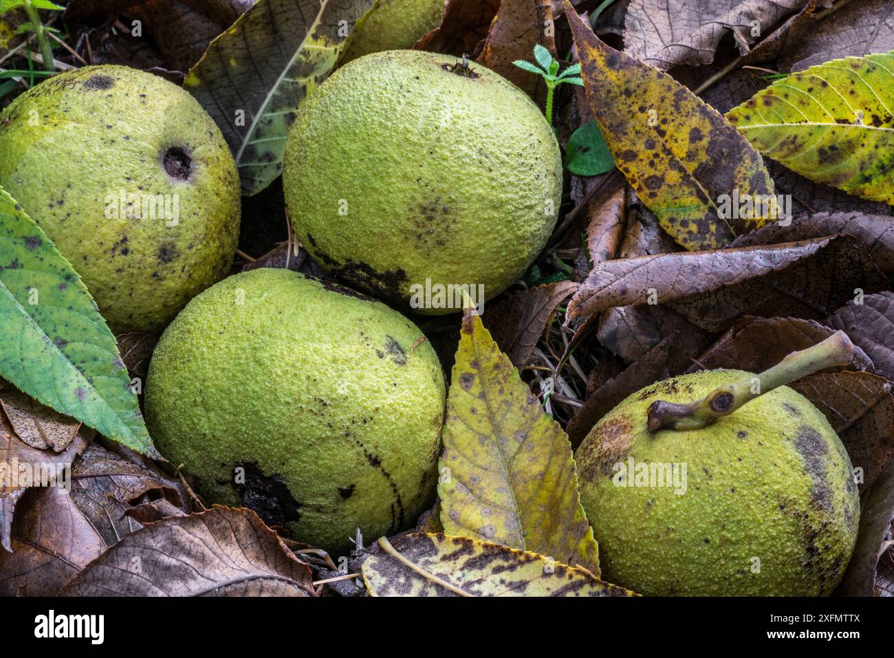 Gusci verdi caduti / noci dell'albero di noce nero orientale (Juglans nigra) sul fondo della foresta, originario del Nord America orientale, Belgio, novembre. Foto Stock