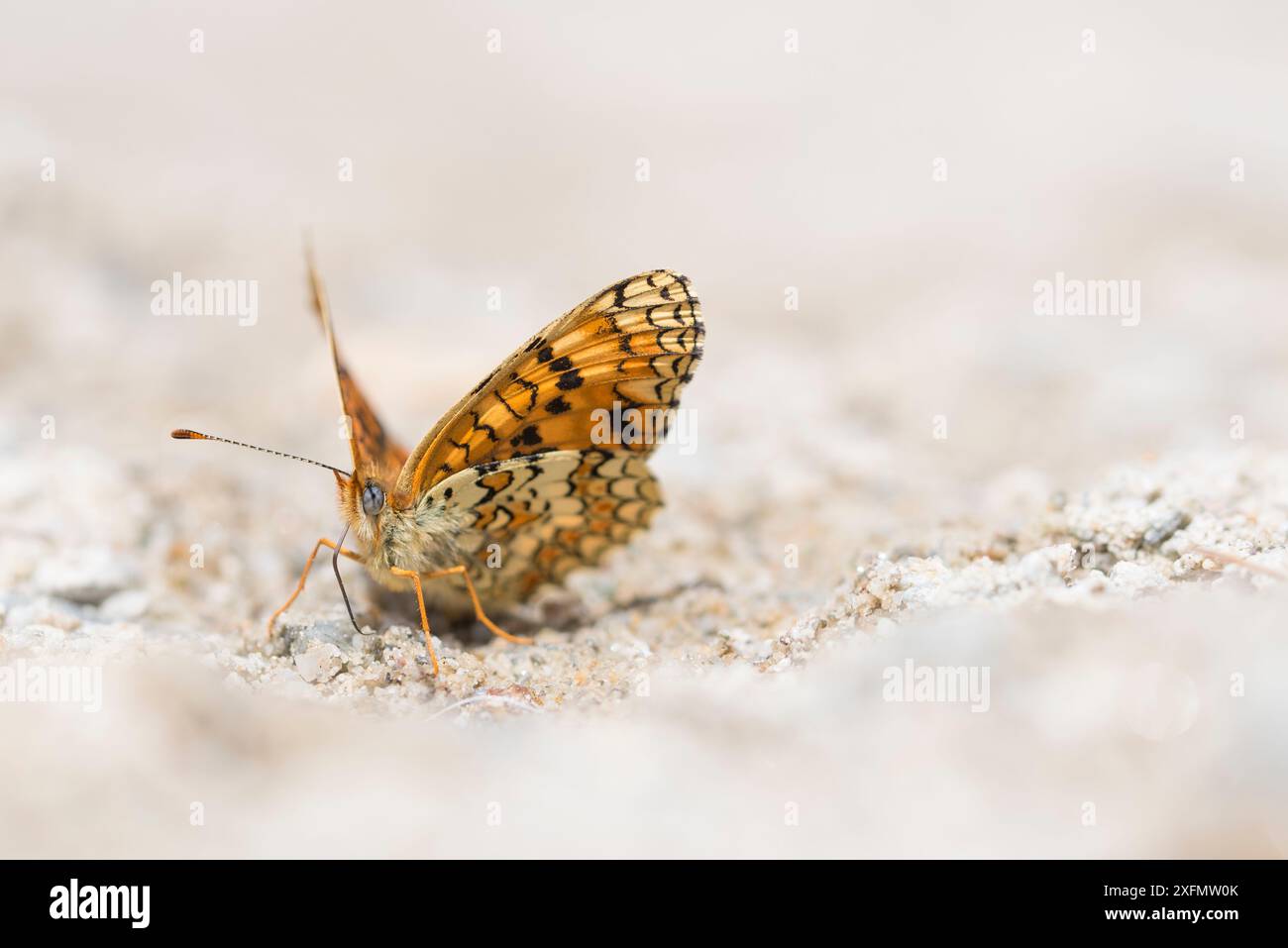 fritillario di Knapweed (Melitaea phoebe) che beve sulla riva ricca di minerali; Valle d'Aosta, Parco Nazionale del Gran Paradiso, Italia. Foto Stock