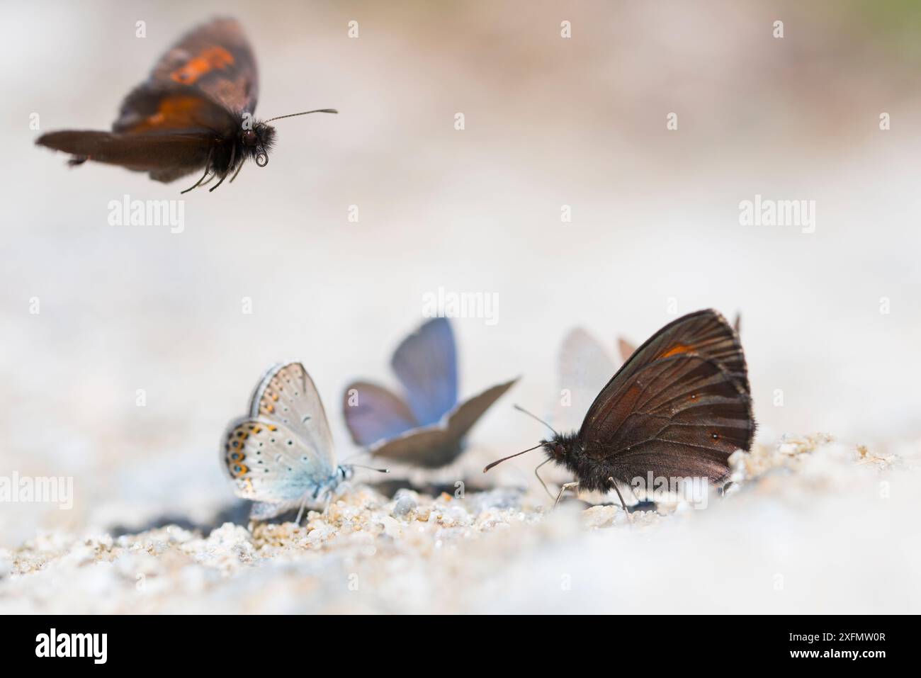 Specie bruna (Erebia ligea) e farfalle blu (Lycaenidae), che bevono su una riva ricca di minerali; Valle d'Aosta, Parco Nazionale del Gran Paradiso, Italia. Foto Stock