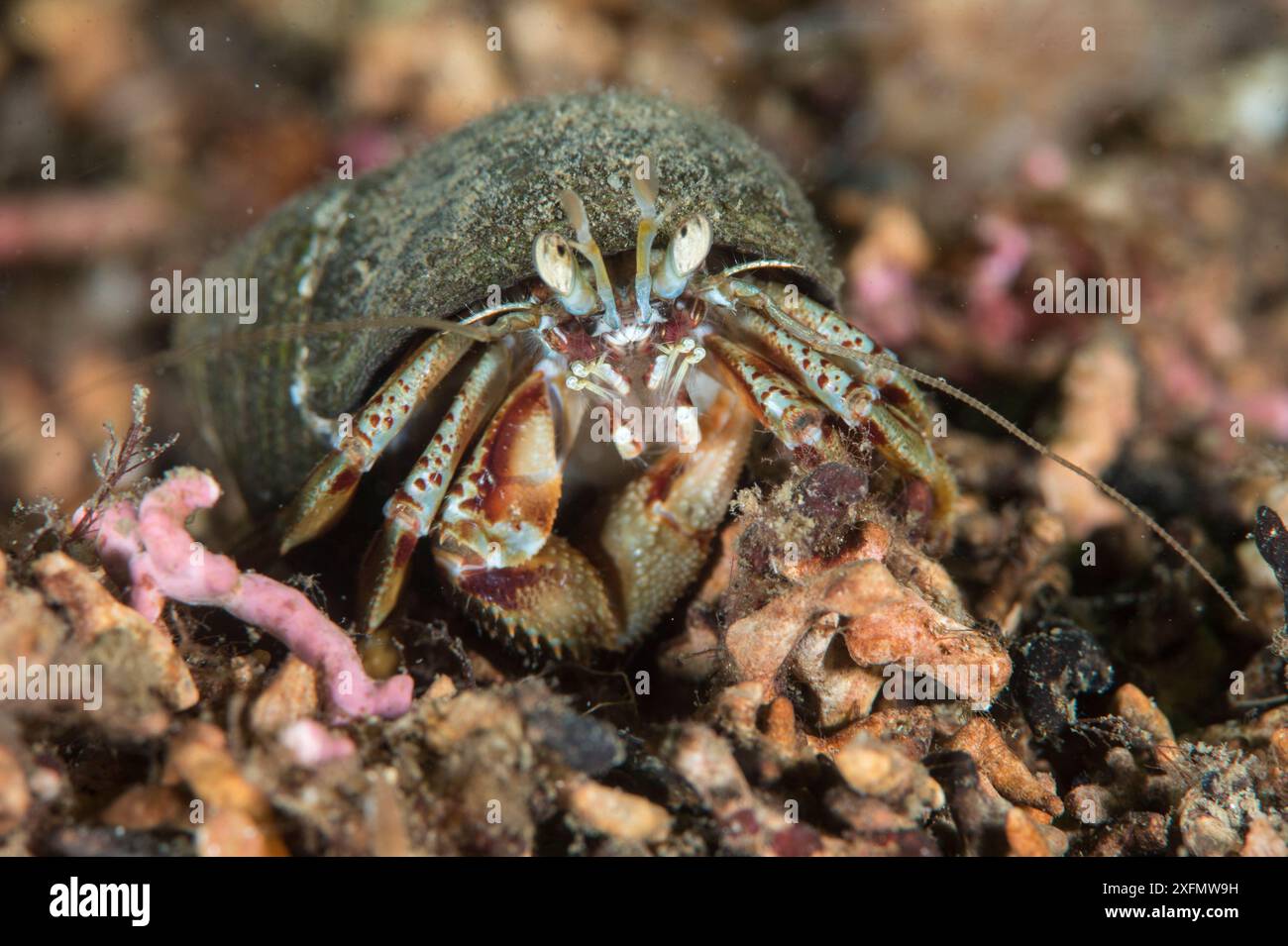 Granchio eremitico comune (pagurus bernhardus) sul letto di maerl in zona di divieto di cattura, area marina protetta di Arran meridionale, Isola di Arran, Scozia, Regno Unito, agosto. Foto Stock