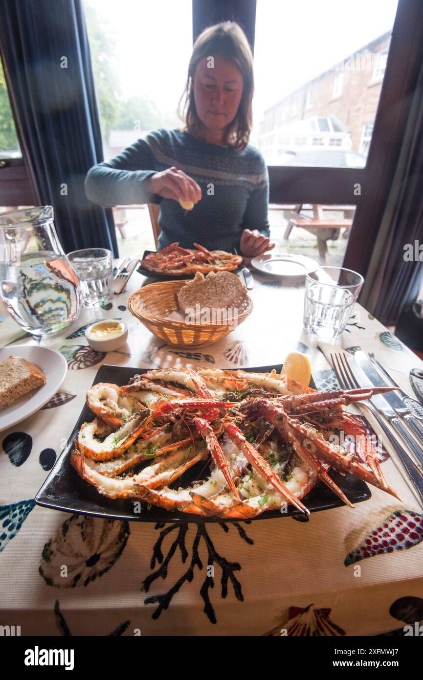 Donna che mangia langoustine / scampo (Nephrops norvegicus) in un ristorante sull'isola di Arran, catturato nella baia di Lamlash, nell'area marina protetta di Arran meridionale, Scozia, Regno Unito, agosto 2016. Foto Stock
