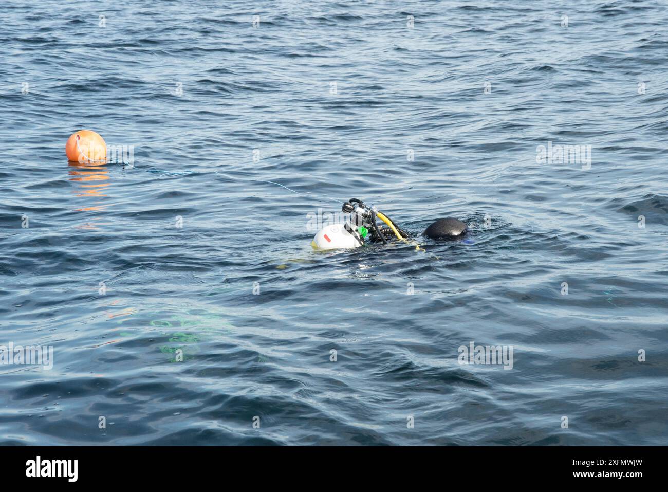 Subacqueo che va alla linea di tiro che segna l'inizio del punto di osservazione, Lamlash Bay, Isola di Arran, South Arran Marine Protected area, Scozia, Regno Unito, agosto 2016. Foto Stock