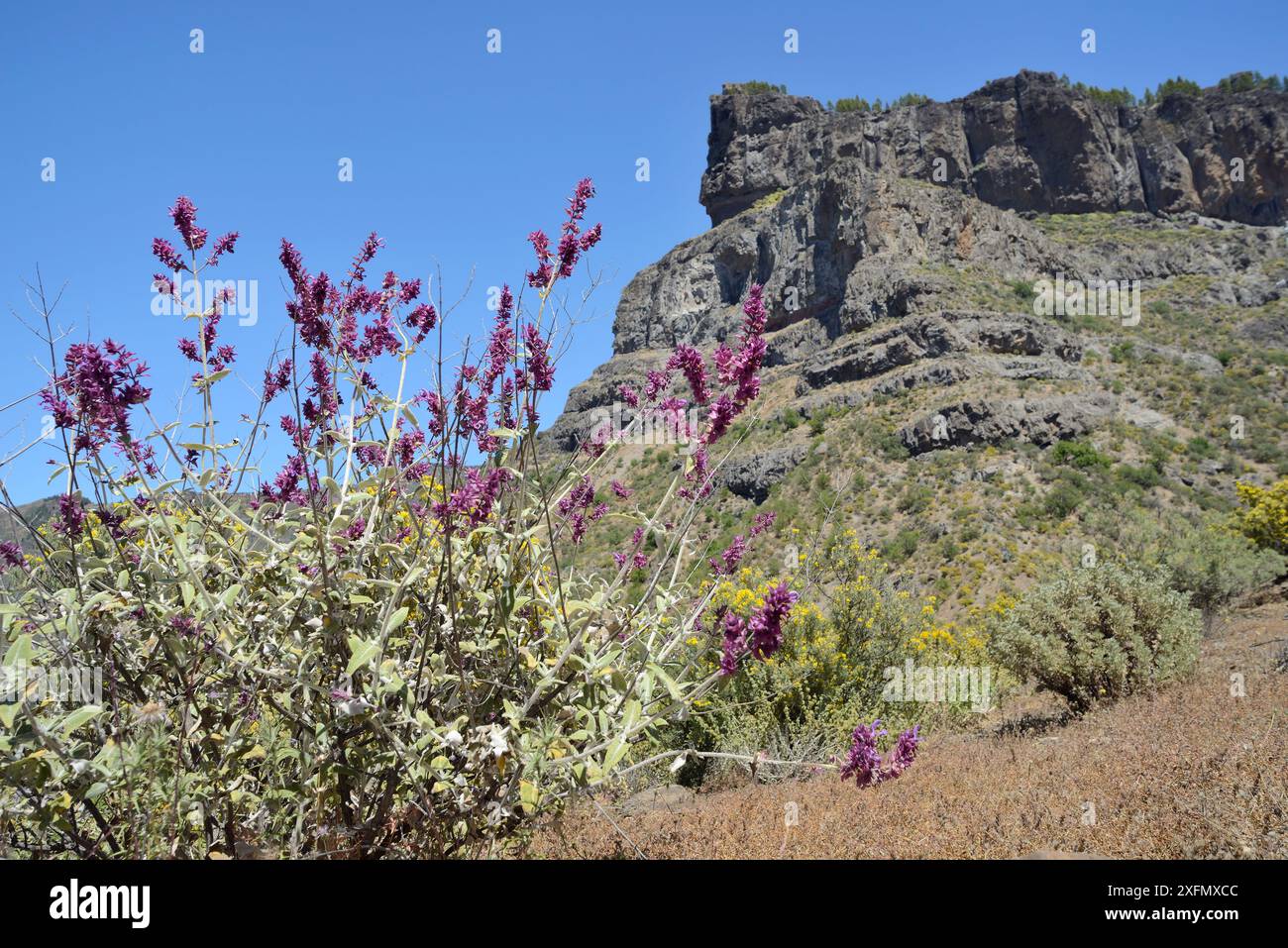Canary island sage (Salvia canariensis) clump flowering below a volcanic rock face, Gran Canaria UNESCO Biosphere Reserve, Gran Canaria, Canary Island Foto Stock