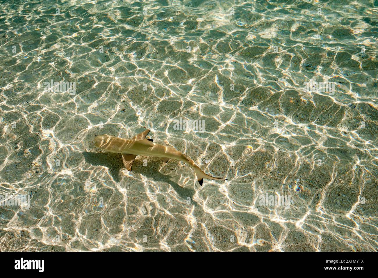 Squalo pinna nera (Carcharhinus melanopterus) giovanile nelle acque costiere, Maldive, Oceano Indiano. Foto Stock