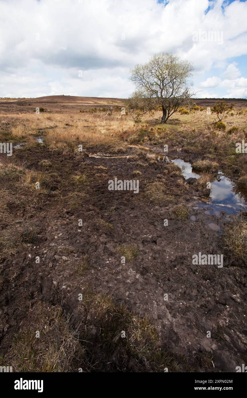 Latchmore Mire Latchmore Bottom, New Forest National Park, Hampshire, Inghilterra, Regno Unito, aprile 2016 Foto Stock