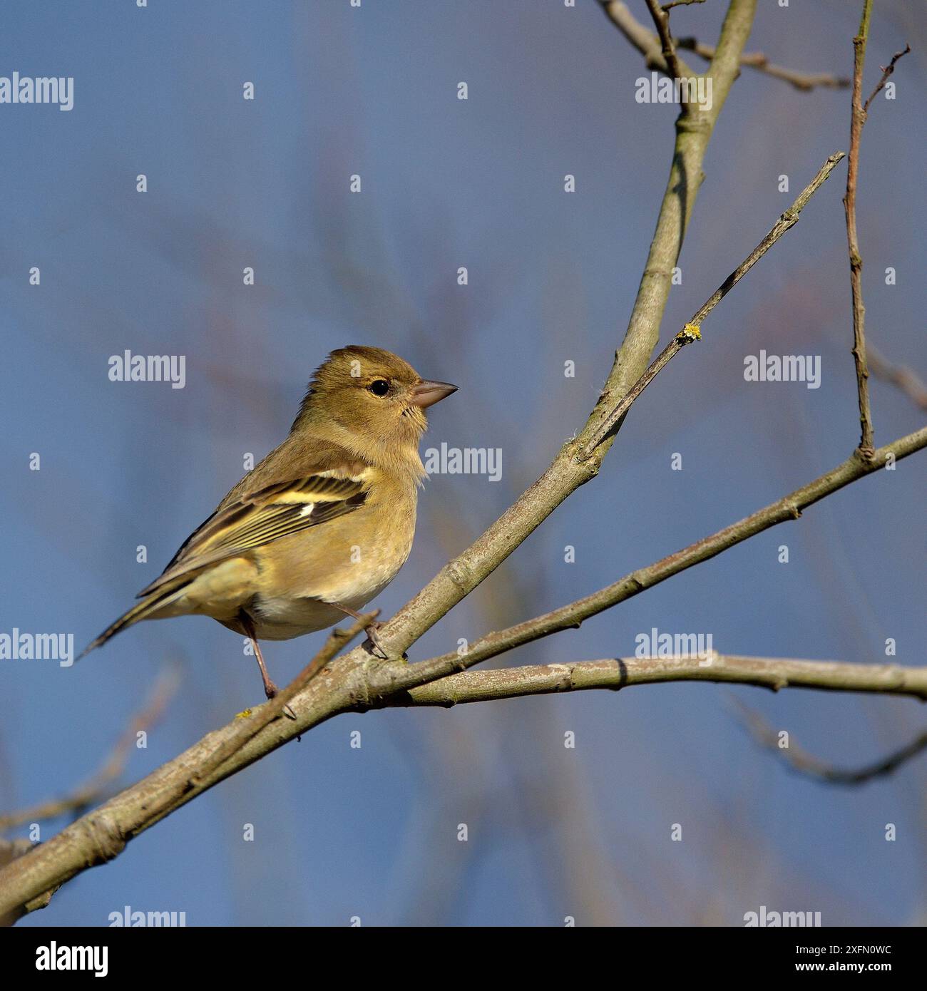 Zaffinch comune (Fringilla coelebs) femmina arroccato, Vendee, Francia, gennaio Foto Stock