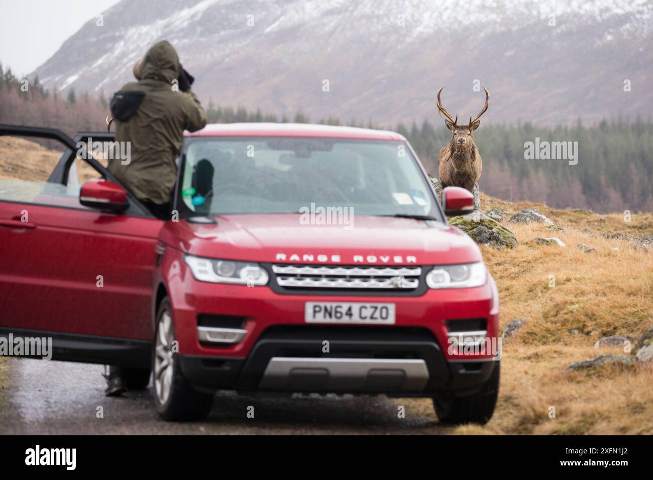 Turista che scatta una foto dall'auto del cervo rosso (Cervus elaphus) cervo vicino alla strada nelle Highlands scozzesi, Scozia, Regno Unito, febbraio 2016. Foto Stock
