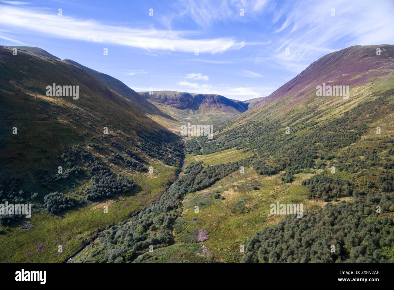 Rigenerazione forestale a Carrifran. Parte di Carrifran Wildwood, un'iniziativa di reimpianto guidata dal Borders Forest Trust, Moffat Hills, Scozia, Regno Unito, agosto 2016. Foto Stock