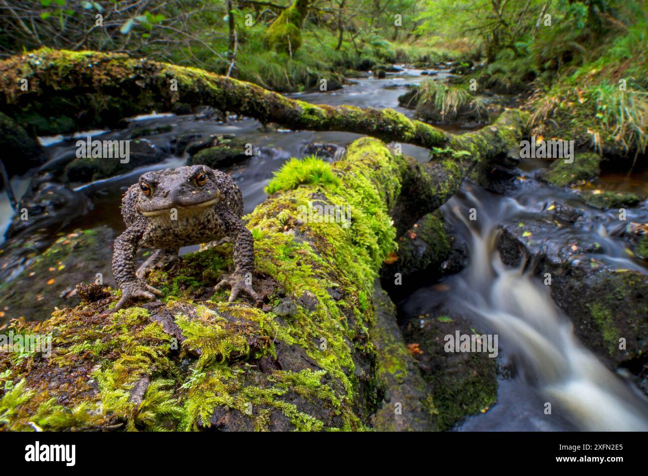 Rospo comune (Bufo bufo) in piedi su alberi caduti sul fiume, foresta pluviale atlantica, Glen Nant, Scozia, Regno Unito, settembre. Foto Stock