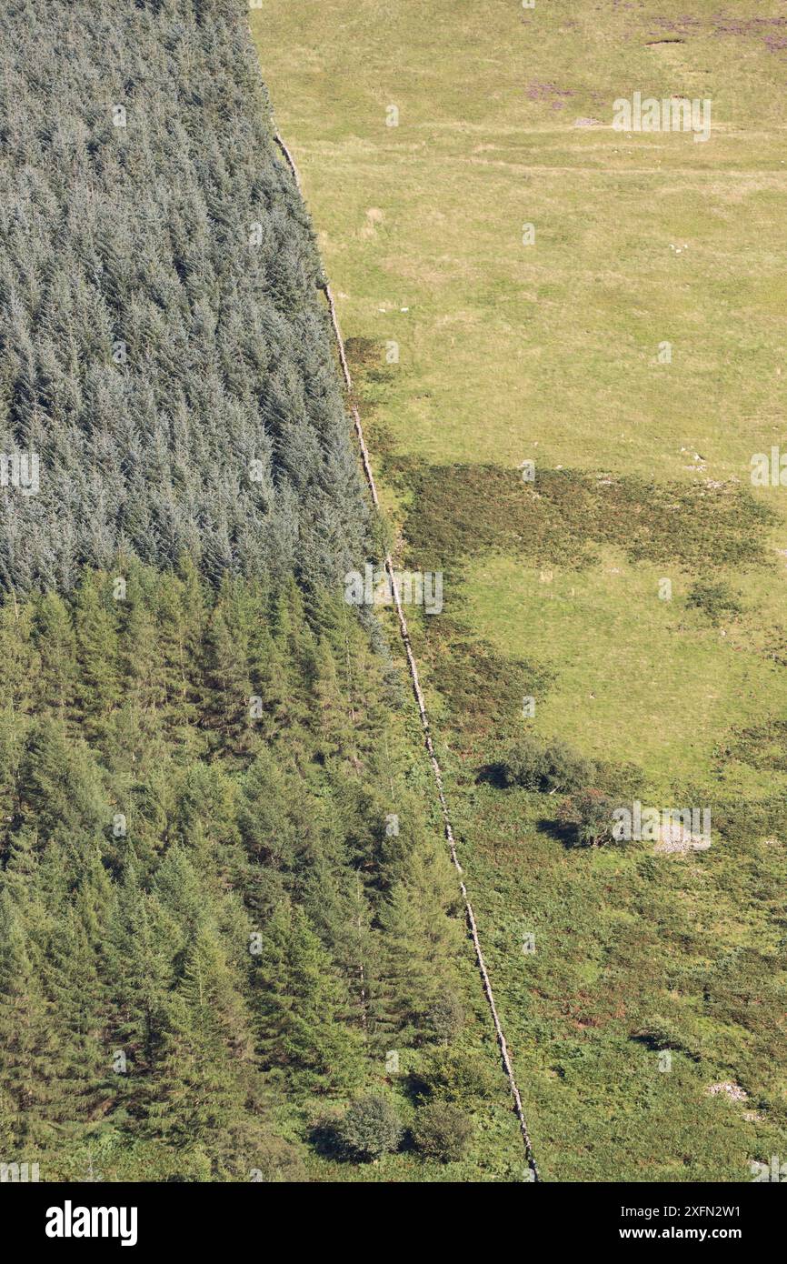 Uso intensivo dei terreni con piantagioni di conifere non autoctone recintate da pascoli ovini, Carrifran, Moffat, Dumfries e Galloway, Scozia, Regno Unito, giugno Foto Stock
