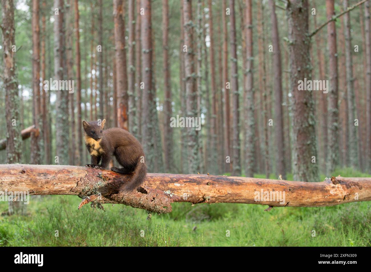 Martora di pino (Martes martes) in piedi su alberi caduti nella pineta, Glenfeshie, Cairngorms National Park, Scozia, Regno Unito, luglio. Foto Stock