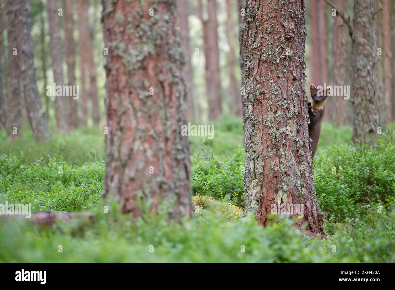 Martora di pino (Martes martes) esplorando la foresta di pini, Glenfeshie, Cairngorms National Park, Scozia, Regno Unito, luglio. Foto Stock
