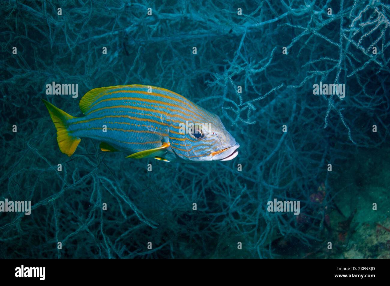 Dolciumi a righe gialle / dolcificanti dorati (Plectorhinchus chrysotaenia), Papua Occidentale, Indonesia. Foto Stock