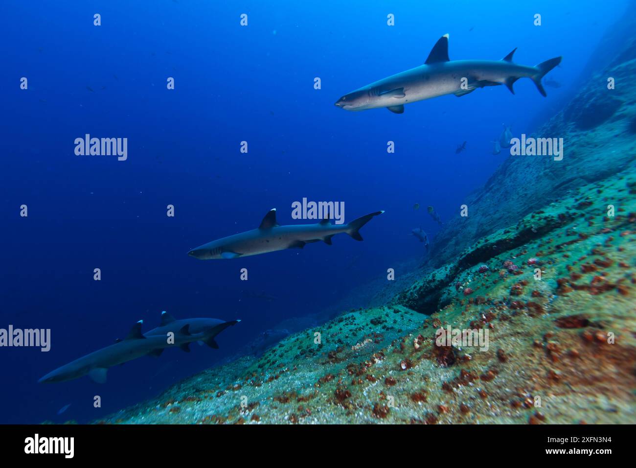 Squalo bianco della barriera corallina (Triaenodon obesus), IUCN Near Threatened, isolotto Roca Partida, riserva della biosfera dell'arcipelago Revillagigedo (Isole Socorro), Oceano Pacifico, Messico occidentale, marzo Foto Stock