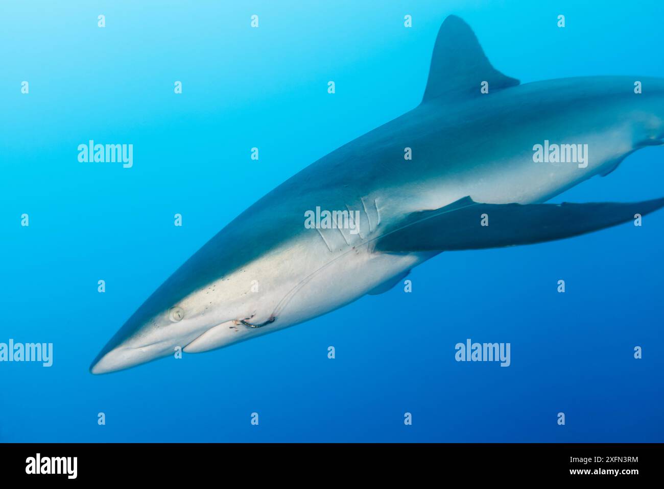 Squalo setoso (Carcharhinus falciformis) con gancio e linea bloccati in bocca, isola di San Benedicto, riserva della biosfera dell'arcipelago di Revillagigedo (Isole Socorro), Oceano Pacifico, Messico occidentale, marzo Foto Stock