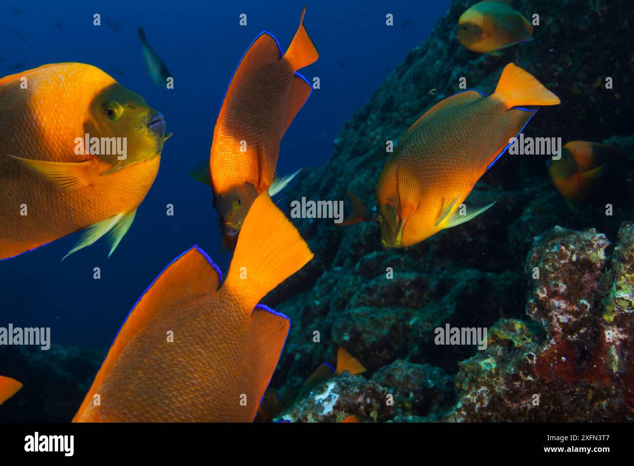 Pesce angelo Clarion (Holacanthus clarionensis) Isola di Socorro, Revillagigedo Arcipelago riserva della biosfera (Isole Socorro), Oceano Pacifico, Messico occidentale, marzo Foto Stock