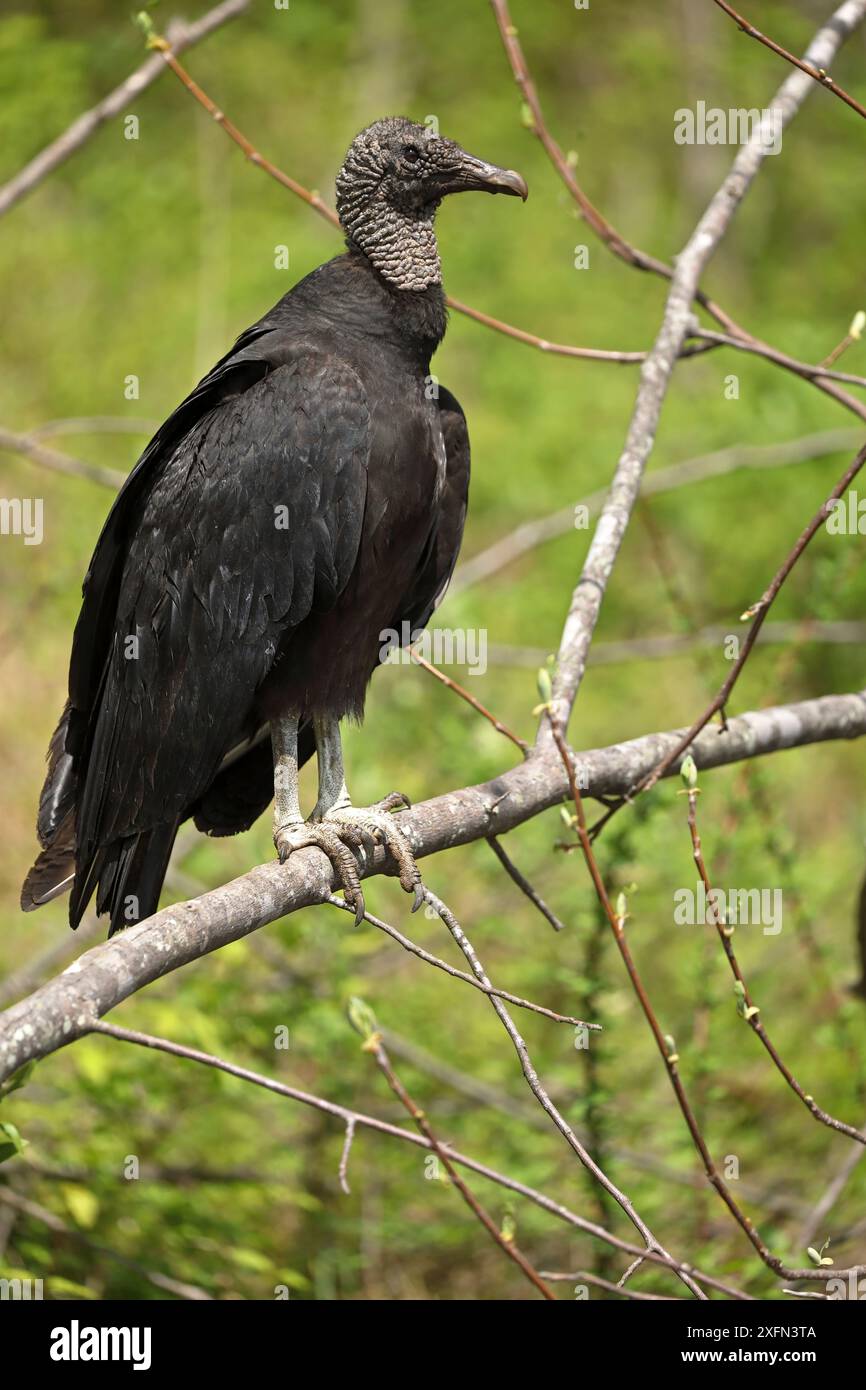 Black Vulture (Coragyps atratus) Perched, Maryland, USA, aprile. Foto Stock