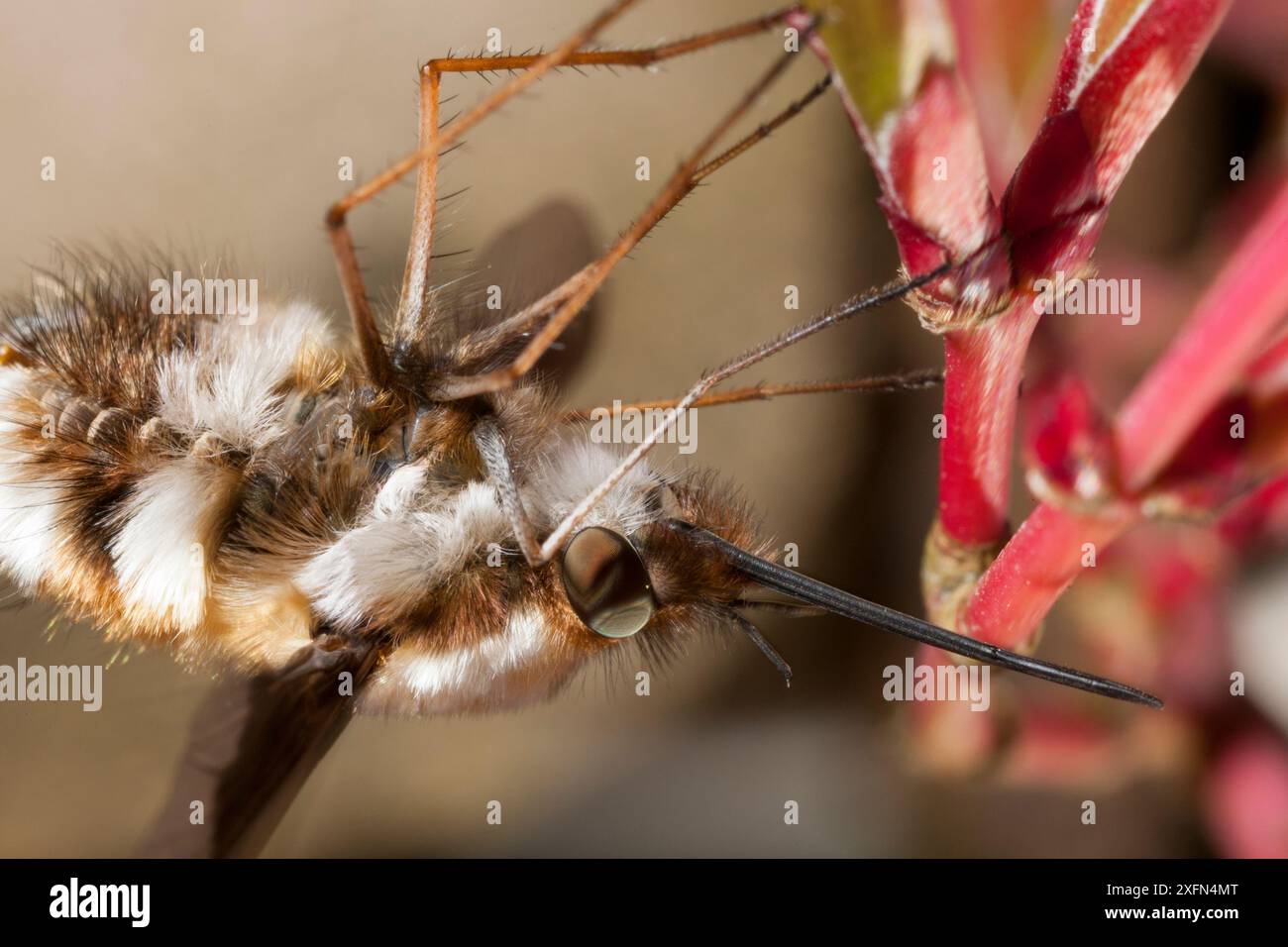 Large Bee fly (Bombylius Major), appesa al rovescio dall'acero giapponese, Bristol, Regno Unito, maggio. Foto Stock