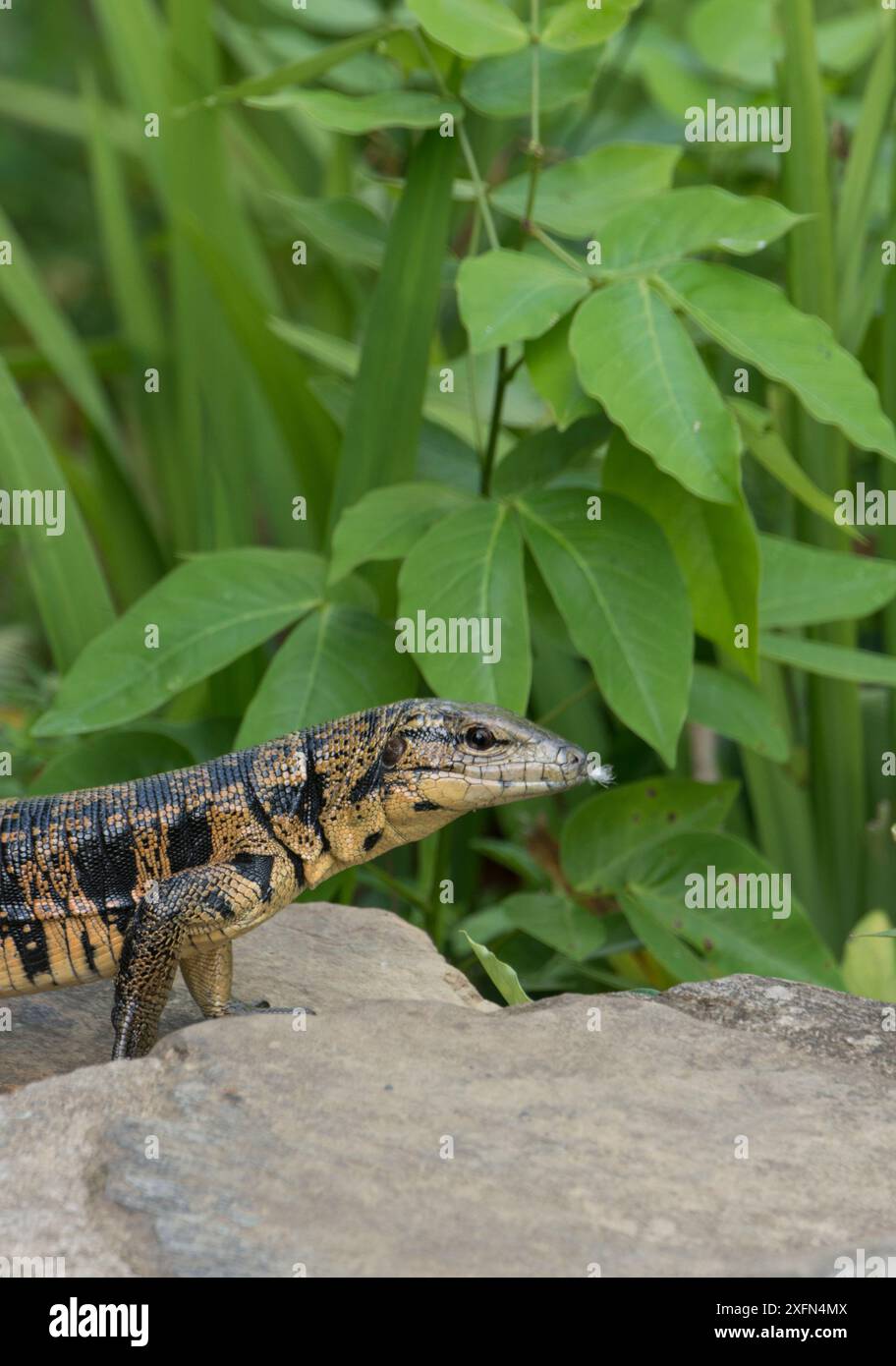 Lucertola tegu dorata (Tupibambis teguixin) Trinidad, aprile. Foto Stock