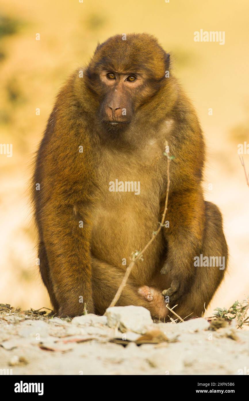 Arunachal macaque (Macaca munzala) male, Arunchal Pradesh, Himalaya, India. Foto Stock