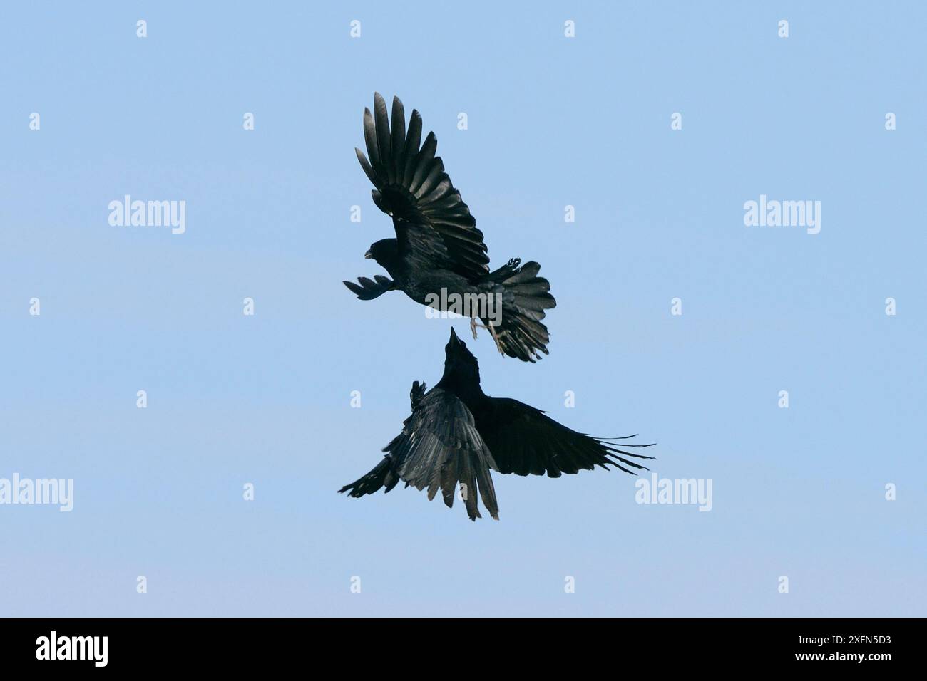 Due corvi di Carrion (Corvus monedula) che combattono a mezz'aria, Cornovaglia, Regno Unito, aprile. Foto Stock