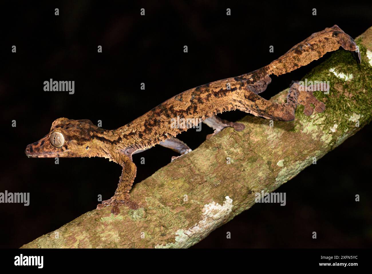 Gecko gigante dalla coda di foglia (Uroplatus giganteus). Attivo nel sottobosco della foresta di notte. Parco nazionale di Marojejy, Madagascar. Foto Stock