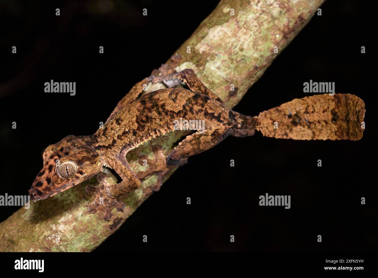 Gecko gigante dalla coda di foglia (Uroplatus giganteus). Attivo nel sottobosco della foresta di notte. Parco nazionale di Marojejy, Madagascar. Foto Stock