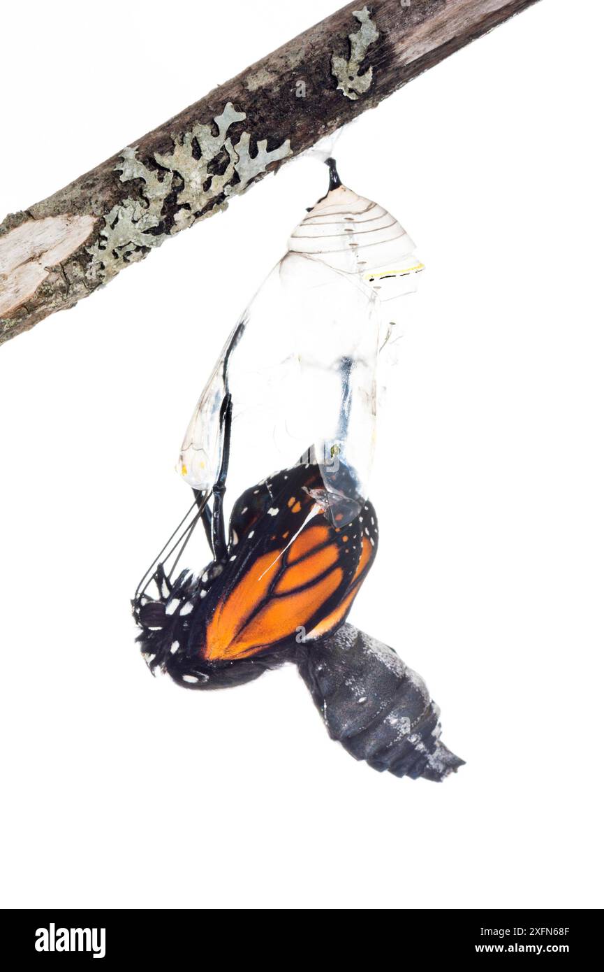 Farfalla monarca (Danaus plexippus) che emerge dalla crisalide, fotografata sul bianco. New Brunswick, Canada, settembre. Sequenza 4 di 8 Foto Stock