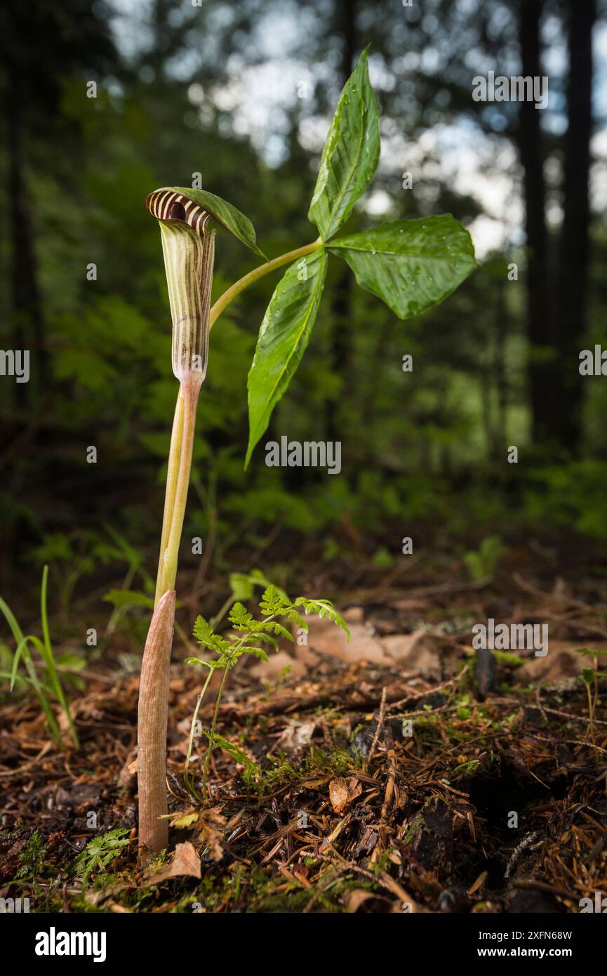 Jack-in-the-pulpit (Arisaema atrorubens) New Brunswick, Canada, maggio. Foto Stock