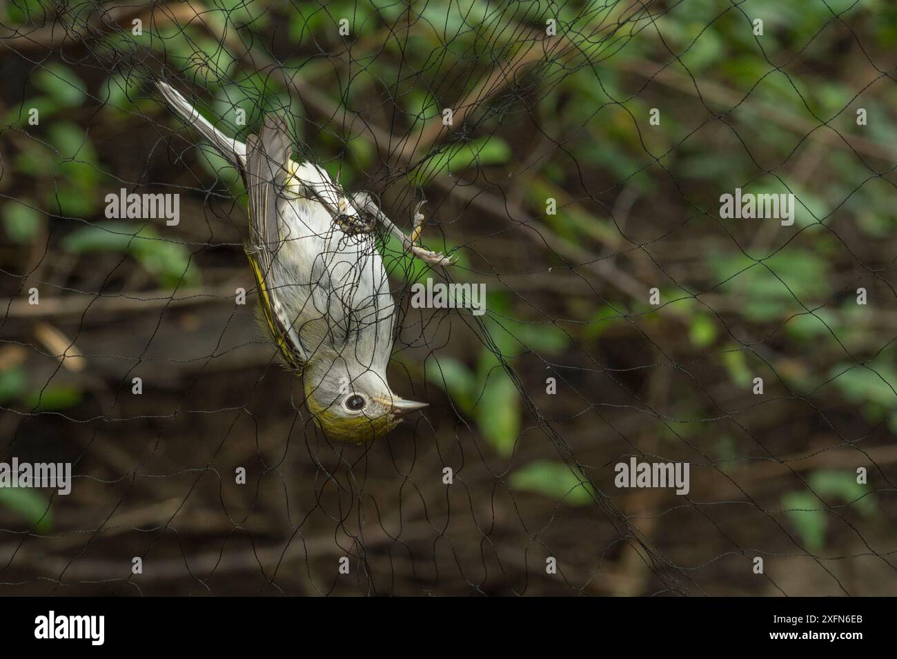 Parula con fianchi di castagno (Setophaga pensylvanica) catturata in una rete nebulizzata durante uno studio sugli uccelli migratori in Costa Rica, gennaio. Foto Stock
