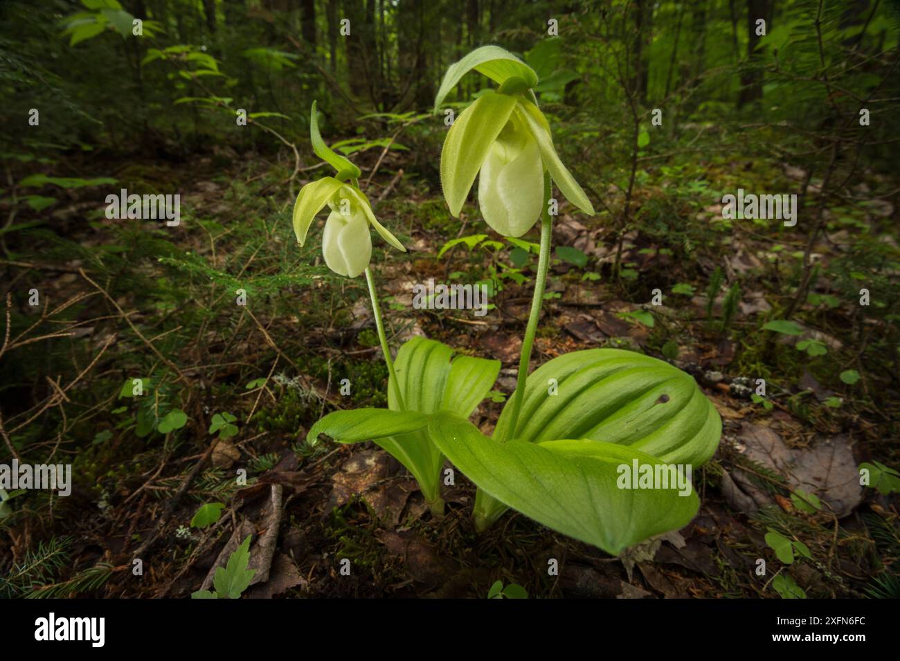 Pink lady's Slipper Orchid (Cypripedium Acaule) in Forest, New Brunswick, Canada, giugno. Foto Stock