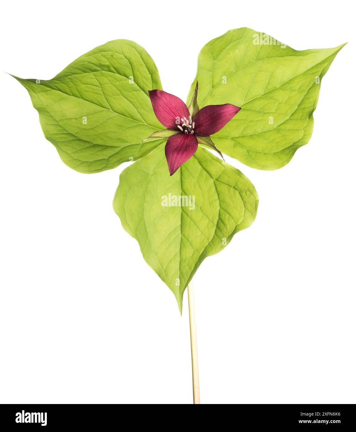 Red trillium (Trillium erectum), fotografato su sfondo bianco, New Brunswick, Canada, maggio. Foto Stock