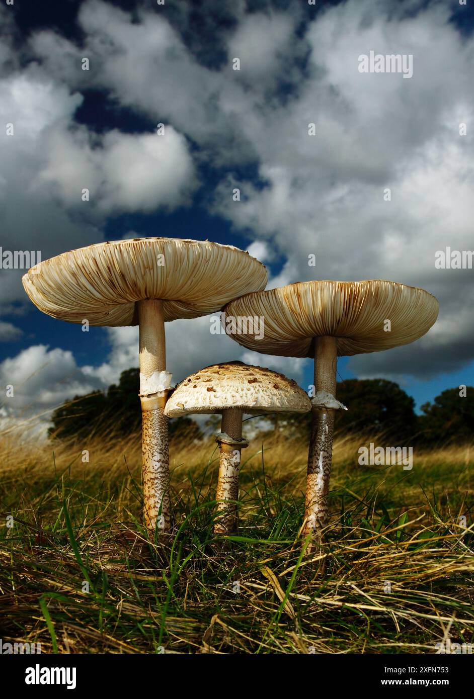 Parasol funghi (Lepiota procera) vista ad angolo basso, Richmond Park National Nature Reserve. Surrey, Inghilterra, Regno Unito, ottobre. Foto Stock